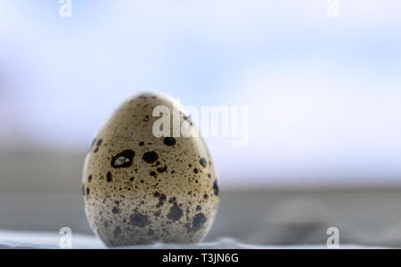 Hannover, Deutschland. 10 Apr, 2019. Abbildung - eine Wachtel Ei liegt auf einem Tisch. Credit: Christophe Kirschtorte/dpa/Alamy leben Nachrichten Stockfoto