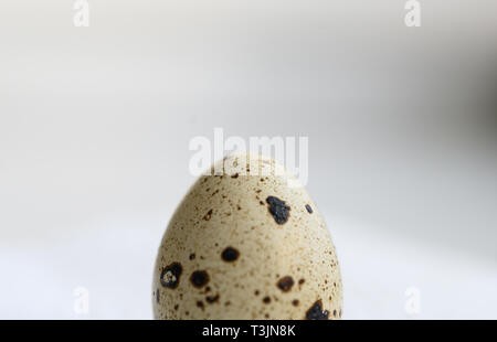 Hannover, Deutschland. 10 Apr, 2019. Abbildung - eine Wachtel Ei liegt auf einem Tisch. Credit: Christophe Kirschtorte/dpa/Alamy leben Nachrichten Stockfoto