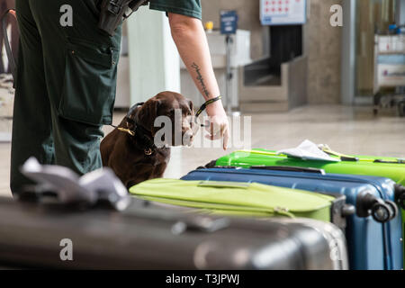 Nürnberg, Deutschland. 10 Apr, 2019. Der Labrador Zoll-Spurhündin Mia Schnüffelt am Flughafen Nürnberg im Rahmen einer Präsentation der Zoll und Bundesamt für Naturschutz (BfN) für Unbefugte urlaub Souvenirs auf Koffern, in der sich ein Objekt zu Demonstrationszwecken versteckt war. Quelle: dpa Picture alliance/Alamy leben Nachrichten Stockfoto