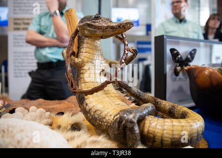 Nürnberg, Deutschland. 10 Apr, 2019. Eine vorbereitete Krokodil vom Zoll beschlagnahmt liegt auf einem Tisch am Flughafen Nürnberg als Teil einer Präsentation durch den Zoll und das Bundesamt für Naturschutz (BfN) über illegale Urlaub Souvenirs. Quelle: dpa Picture alliance/Alamy leben Nachrichten Stockfoto