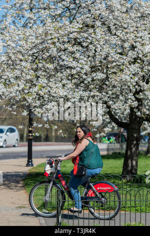 London, Großbritannien. 10 Apr, 2019. Die Menschen genießen das Wetter im Frühling und die Blüten an den Bäumen im Hyde Park. Credit: Guy Bell/Alamy leben Nachrichten Stockfoto