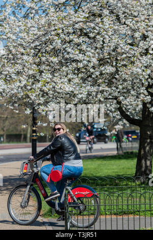 London, Großbritannien. 10 Apr, 2019. Die Menschen genießen das Wetter im Frühling und die Blüten an den Bäumen im Hyde Park. Credit: Guy Bell/Alamy leben Nachrichten Stockfoto