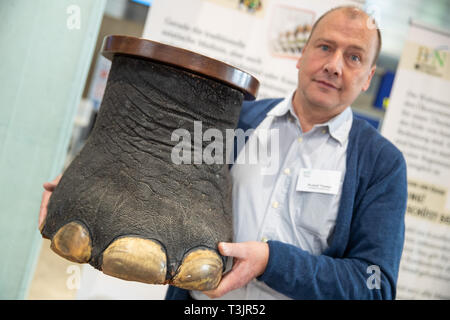 Nürnberg, Deutschland. 10 Apr, 2019. Rudolf Thelen vom Bundesamt für Naturschutz (BfN) präsentiert ein Elefant Fuß durch den Zoll am Flughafen Nürnberg beschlagnahmt im Rahmen einer Präsentation durch den Zoll und das BfN auf unerlaubten Urlaub Souvenirs. Quelle: dpa Picture alliance/Alamy leben Nachrichten Stockfoto