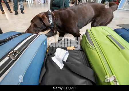 Nürnberg, Deutschland. 10 Apr, 2019. Der Labrador Zoll-Spurhündin Mia Schnüffelt am Flughafen Nürnberg im Rahmen einer Präsentation der Zoll und Bundesamt für Naturschutz (BfN) für Unbefugte urlaub Souvenirs auf Koffern, in der sich ein Objekt zu Demonstrationszwecken versteckt war. Quelle: dpa Picture alliance/Alamy leben Nachrichten Stockfoto