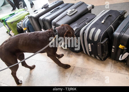Nürnberg, Deutschland. 10 Apr, 2019. Der Labrador Zoll-Spurhündin Mia Schnüffelt am Flughafen Nürnberg im Rahmen einer Präsentation der Zoll und Bundesamt für Naturschutz (BfN) für Unbefugte urlaub Souvenirs auf Koffern, in der sich ein Objekt zu Demonstrationszwecken versteckt war. Quelle: dpa Picture alliance/Alamy leben Nachrichten Stockfoto
