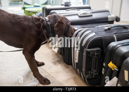 Nürnberg, Deutschland. 10 Apr, 2019. Der Labrador Zoll-Spurhündin Mia Schnüffelt am Flughafen Nürnberg im Rahmen einer Präsentation der Zoll und Bundesamt für Naturschutz (BfN) für Unbefugte urlaub Souvenirs auf Koffern, in der sich ein Objekt zu Demonstrationszwecken versteckt war. Quelle: dpa Picture alliance/Alamy leben Nachrichten Stockfoto