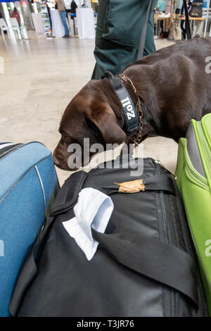 Nürnberg, Deutschland. 10 Apr, 2019. Der Labrador Zoll-Spurhündin Mia Schnüffelt am Flughafen Nürnberg im Rahmen einer Präsentation der Zoll und Bundesamt für Naturschutz (BfN) für Unbefugte urlaub Souvenirs auf Koffern, in der sich ein Objekt zu Demonstrationszwecken versteckt war. Quelle: dpa Picture alliance/Alamy leben Nachrichten Stockfoto