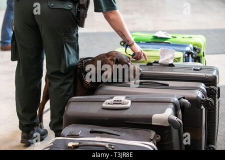 Nürnberg, Deutschland. 10 Apr, 2019. Der Labrador Zoll-Spurhündin Mia Schnüffelt am Flughafen Nürnberg im Rahmen einer Präsentation der Zoll und Bundesamt für Naturschutz (BfN) für Unbefugte urlaub Souvenirs auf Koffern, in der sich ein Objekt zu Demonstrationszwecken versteckt war. Quelle: dpa Picture alliance/Alamy leben Nachrichten Stockfoto