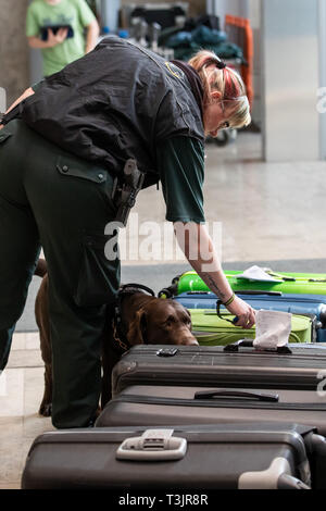 Nürnberg, Deutschland. 10 Apr, 2019. Der Labrador Zoll-Spurhündin Mia Schnüffelt am Flughafen Nürnberg im Rahmen einer Präsentation der Zoll und Bundesamt für Naturschutz (BfN) für Unbefugte urlaub Souvenirs auf Koffern, in der sich ein Objekt zu Demonstrationszwecken versteckt war. Quelle: dpa Picture alliance/Alamy leben Nachrichten Stockfoto