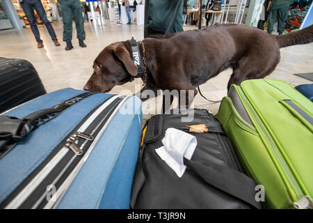 Nürnberg, Deutschland. 10 Apr, 2019. Der Labrador Zoll-Spurhündin Mia Schnüffelt am Flughafen Nürnberg im Rahmen einer Präsentation der Zoll und Bundesamt für Naturschutz (BfN) für Unbefugte urlaub Souvenirs auf Koffern, in der sich ein Objekt zu Demonstrationszwecken versteckt war. Quelle: dpa Picture alliance/Alamy leben Nachrichten Stockfoto