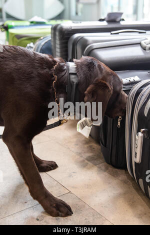 Nürnberg, Deutschland. 10 Apr, 2019. Der Labrador Zoll-Spurhündin Mia Schnüffelt am Flughafen Nürnberg im Rahmen einer Präsentation der Zoll und Bundesamt für Naturschutz (BfN) für Unbefugte urlaub Souvenirs auf Koffern, in der sich ein Objekt zu Demonstrationszwecken versteckt war. Quelle: dpa Picture alliance/Alamy leben Nachrichten Stockfoto