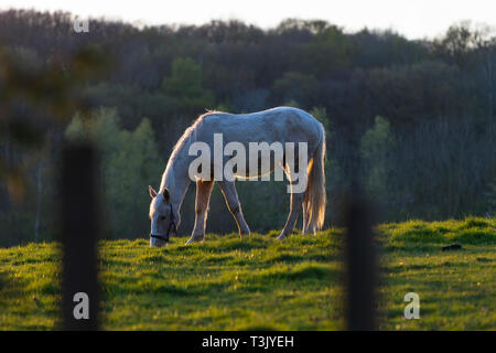 Ashford, Kent, Großbritannien. 10 Apr, 2019. UK Wetter: Die Sonne nach einem schönen sonnigen Tag in Ashford, Kent, wie dieses Pferd in einem Feld weidet. © Paul Lawrenson 2019, Foto: Paul Lawrenson/Alamy leben Nachrichten Stockfoto