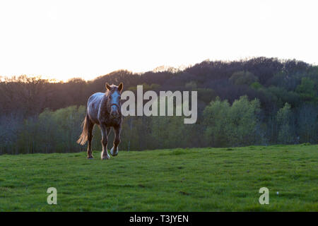 Ashford, Kent, Großbritannien. 10 Apr, 2019. UK Wetter: Die Sonne nach einem schönen sonnigen Tag in Ashford, Kent, wie ein Pferd läuft in einem Feld. © Paul Lawrenson 2019, Foto: Paul Lawrenson/Alamy leben Nachrichten Stockfoto