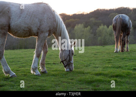 Ashford, Kent, Großbritannien. 10 Apr, 2019. UK Wetter: Die Sonne nach einem schönen sonnigen Tag in Ashford, Kent, wie diese Pferde in einem Feld grasen. © Paul Lawrenson 2019, Foto: Paul Lawrenson/Alamy leben Nachrichten Stockfoto