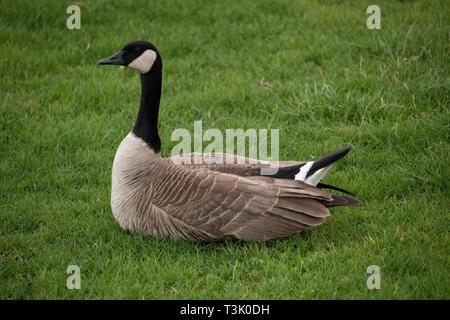 Kanada-Gans Stockfoto