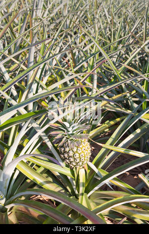 Ananas, Ananas comosus, von Prachuap Khiri Khan Provinz, Thailand Stockfoto