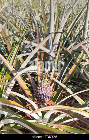 Ananas, Ananas comosus, von Prachuap Khiri Khan Provinz, Thailand Stockfoto