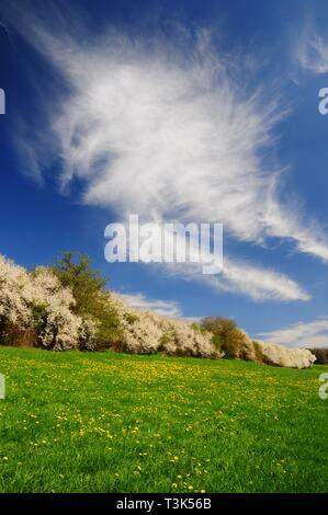 Schlehe (Prunus spinosa), Zirruswolken, Hecke, Schwaben, Bayern, Deutschland, Europa Stockfoto