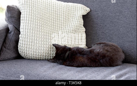 Schwarze Katze schlafend auf dem Sofa, graue Sofa Stockfoto