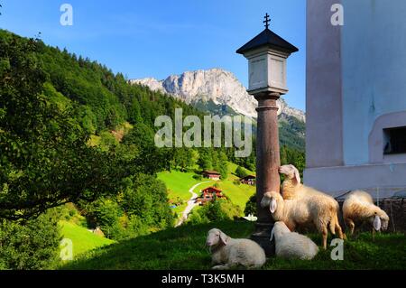 Schafe auf dem Friedhof der Wallfahrtskirche Maria Gern, in der Nähe von Berchtesgaden, im Hintergrund der Untersberg, Bayern, Deutschland, Europa Stockfoto