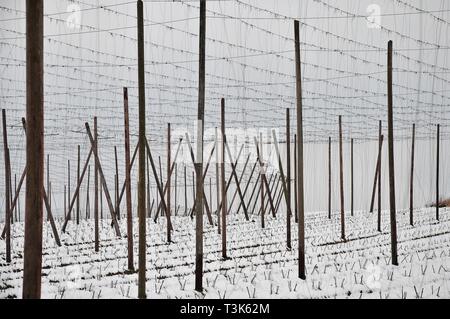 Hop Bereich, in der Nähe von Wolnzach in der Hallertau, Bayern, Deutschland, Europa Stockfoto