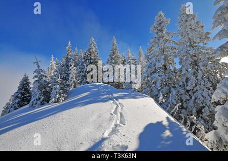 Bergwald im Winter, Spuren im Schnee, Laber, Oberammergau, Oberbayern, Bayern, Deutschland, Europa Stockfoto