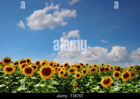 Sun Flower Feld westlich von Augsburg, Schwaben, Bayern, Deutschland, Europa Stockfoto