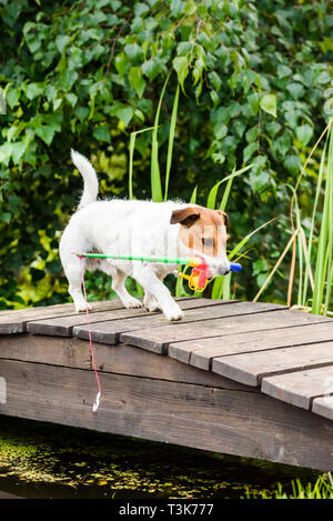 Hund als lustige Angler holt Spielzeug Angelrute Stockfoto