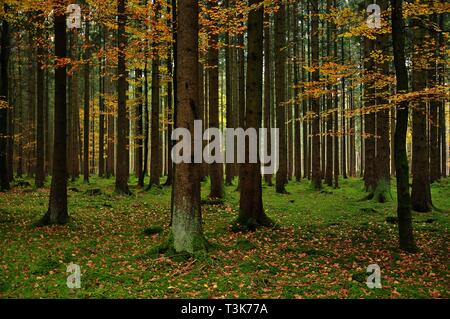 Wald im Herbst, im Naturpark Westeliche Wäldern in der Nähe von Augsburg, Schwaben, Bayern, Deutschland Stockfoto