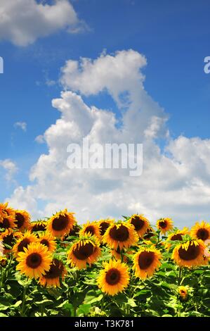 Sun Flower Feld westlich von Augsburg, Schwaben, Bayern, Deutschland, Europa Stockfoto
