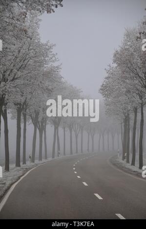 Allee in Bergheim Augsburg, Schwabven, Bayern, Deutschland, Europa Stockfoto