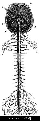 Mensch: Gehirn und Rückenmark. a) große Gehirn, b) längliche, Knochenmark, Rückenmark, c) d) kleines Gehirn, e) arm Plexus, f) Oberschenkel Plexus, g) Große hip Nerv, h) der Ursprung der einzelnen (Ausschneiden) Hirnnerven., anonym 1877 Stockfoto