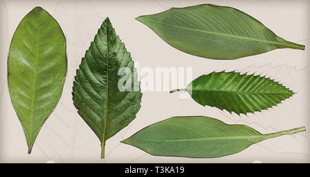 Arbor Day Konzept Digital verbesserte Bild von fünf Blätter von Zimmerpflanzen auf weißem Hintergrund Stockfoto