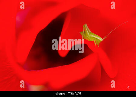 Nahaufnahme einer Sichel - lagerbuchse - Kricket (Phaneroptera falcata) auf eine rote Blume. In Israel im Februar fotografiert. Stockfoto