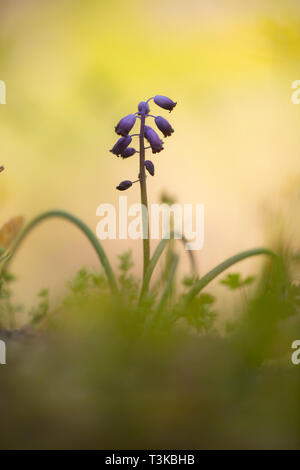 Wild Traubenhyazinthen (Muscari commutatum). In Israel im März fotografiert. Stockfoto