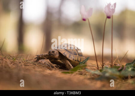 Sporn - thighed Schildkröte oder Griechische Landschildkröte (Testudo graeca) in einem Feld. In Israel im Februar fotografiert. Stockfoto