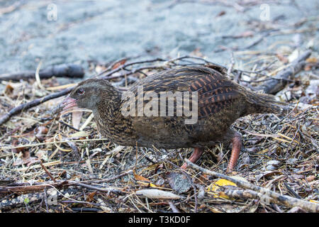 Weka (Gallicolumba australis) Neuseeland Stockfoto