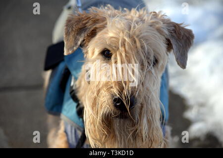 Soft Coated Wheaten Terrier an Kamera suchen mit Haar in seinen Augen. Stockfoto