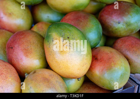 Frischen bunten tropischen Mangos auf Anzeige an outdoor Farmers Market in Little India, Street Market, Singapur, Nahaufnahme, mango Hintergrund Stockfoto