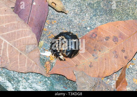 Eine Larve der weltweit größten Firefly aus der Gattung Lamprigera Fütterung auf eine Schnecke in den Waldboden Stockfoto