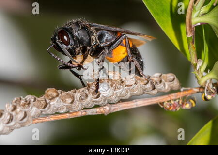 Eine gebänderte Hornet angreift und auseinander das Nest der Wespen und frisst seine Puppen. Stockfoto