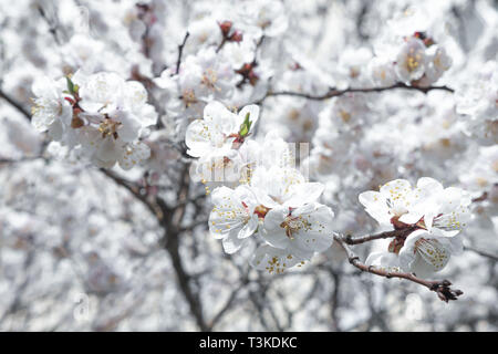 Blühende Hintergrund. Frucht Baum Blüten. Anfang des Frühlings. Aprikosenbaum blüht. Raceme der Aprikosenbaum. Allergie zu blühen. Stockfoto