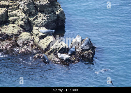 Dichtungen der Insel Skomer Pembrokeshire Wales Stockfoto