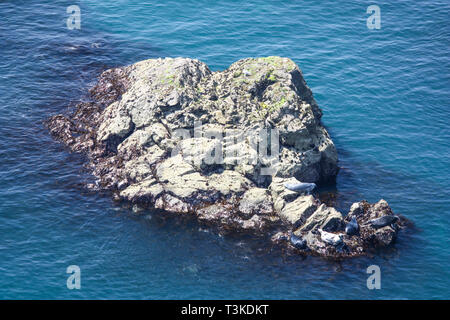 Dichtungen der Insel Skomer Pembrokeshire Wales Stockfoto