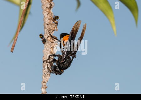 Eine gebänderte Hornet Angriff auf das Nest der Wespen und verschlingen ihre Puppen, während die Wespen auf hilflos aussah. Stockfoto