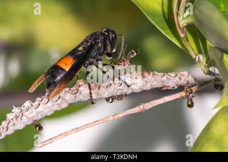 Ein Papier Wasp versucht, eine gebänderte Hornet aus verschlingt, mehr von seinen Puppen bei einem Angriff zu stoppen Stockfoto