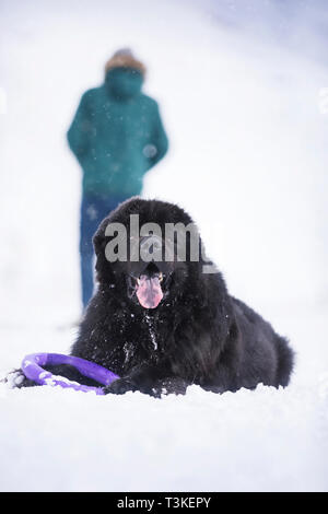 Neufundländer in Front und einem Mann im Hintergrund. Stockfoto