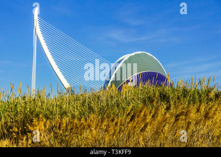 Riesenschilf, Donax-Pflanze von Arundo, Europa Spanien Valencia Stadt der Künste und Wissenschaft Agora, Calatrava, moderne Architektur Stockfoto