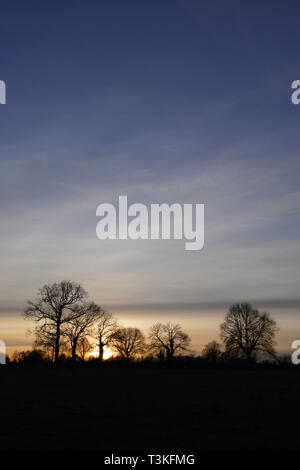 Sonnenuntergang mit Bäumen im Tageslicht (Eichen und Steineichen kaulquappen). Nördlich der Mayenne (Pays de la Loire, Frankreich). Stockfoto