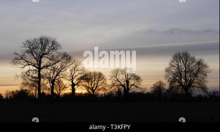 Sonnenuntergang mit Bäumen im Tageslicht (Eichen und Steineichen kaulquappen). Nördlich der Mayenne (Pays de la Loire, Frankreich, Europa). Stockfoto